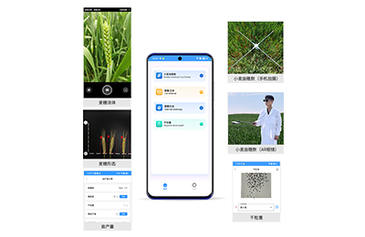 青浦区小麦亩穗数分析仪IN-XM02
